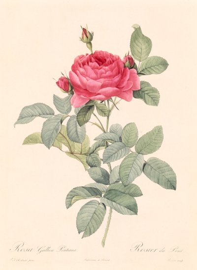 Rosa Gallica Pontiana von Pierre Joseph Redouté